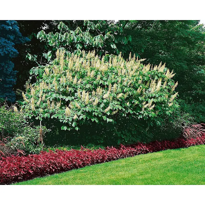 Pflanzen für dich Zaubernuss 60-80 cm - Aesculus parviflora, 60 cm - 80 cm, Weiß - Ein großer grüner Strauch mit weißen, spitzen Blütenständen, umgeben von roten Pflanzen und grünem Gras.