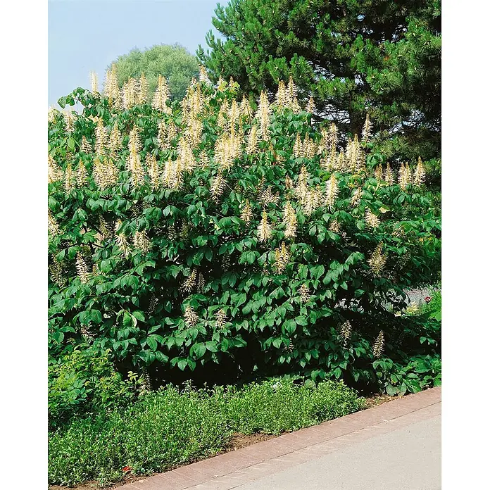 Pflanzen für dich Zaubernuss 60-80 cm - Aesculus parviflora, 60 cm - 80 cm, Weiß - Üppiger grüner Blütenstrauch mit zahlreichen cremeweißen, ährenförmigen Blütenständen im Freien.