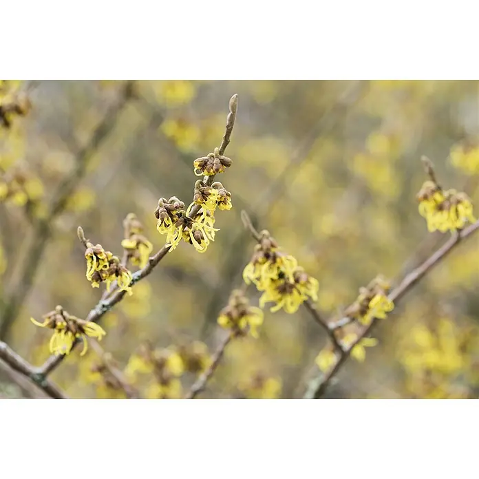Pflanzen für dich Zaubernuss 40-60 cm - Hamamelis × intermedia 'Arnold Promise', 40 cm - 60 cm, Gelb - Nahaufnahme von Zaubernusszweigen mit leuchtend gelben, spinnenartigen Blüten in natürlicher Umgebung.