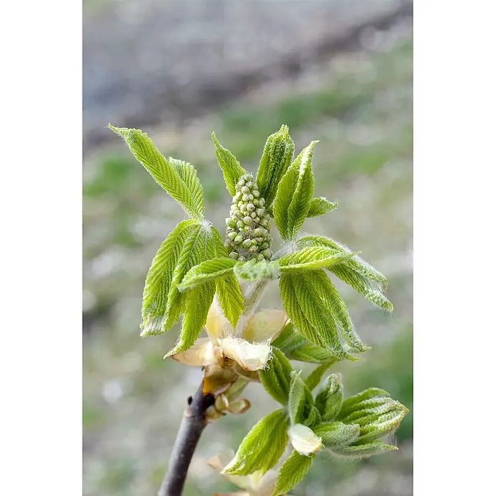 Pflanzen für dich Zaubernuss 60-80 cm - Aesculus parviflora, 60 cm - 80 cm, Weiß - Junge, flaumige grüne Blätter und eine zentrale Blütenknospen-Ansammlung, die an einem Ast erscheinen.
