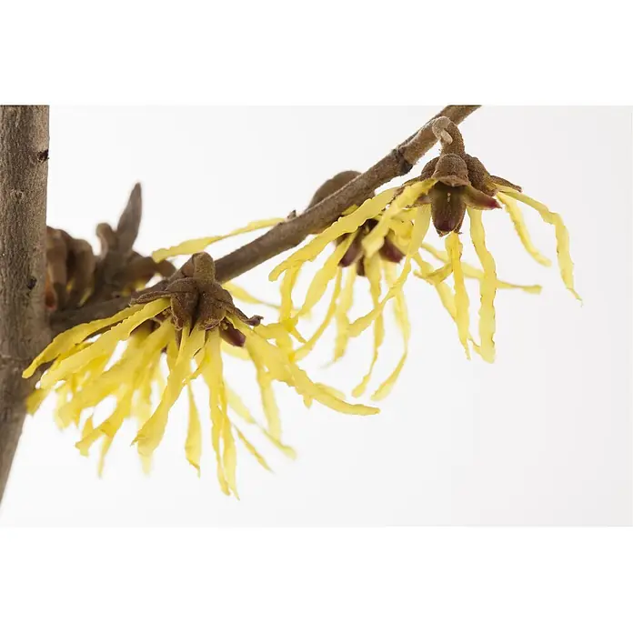 Pflanzen für dich Zaubernuss 40-60 cm - Hamamelis mollis 'Pallida', 40 cm - 60 cm, Gelb - Gelbe Zaubernussblüten mit rotbraunen Zentren an einem holzigen Ast.