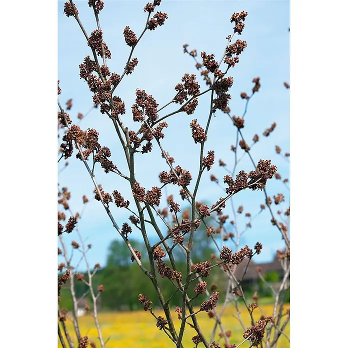 Pflanzen für dich Zaubernuss 40-60 cm - Hamamelis mollis 'Pallida', 40 cm - 60 cm, Gelb - Nahaufnahme getrockneter brauner Blütenstände an kahlen Ästen vor blauem Himmel.