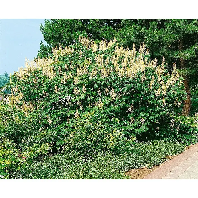 Pflanzen für dich Zaubernuss 60-80 cm - Aesculus parviflora, 60 cm - 80 cm, Weiß - Großer blühender Strauch mit grünen Blättern und vielen cremeweißen, spitzen Blüten im Garten.