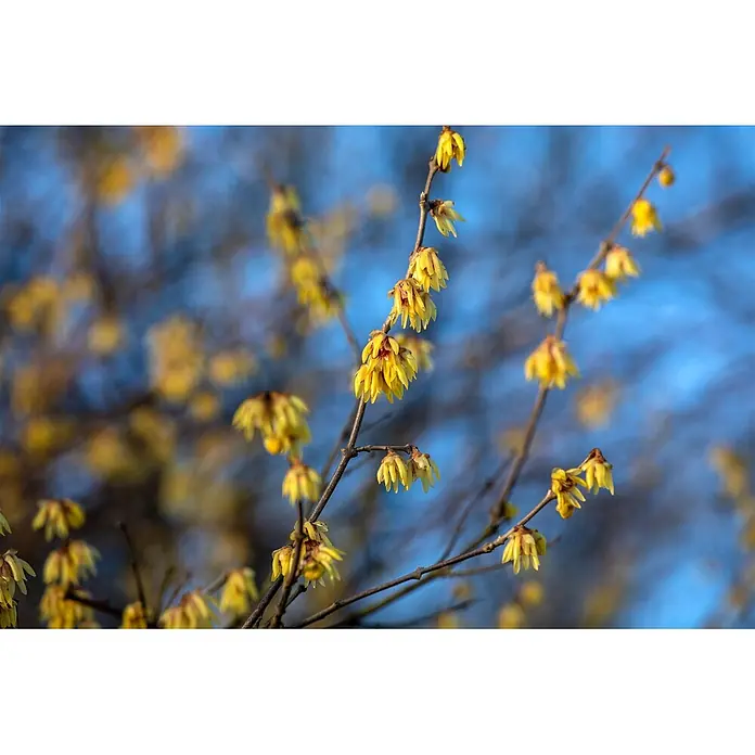 Pflanzen für dich Zaubernuss 60-80 cm - Chimonanthus praecox, 60 cm - 80 cm, Gelb - Leuchtend gelbe Winterblüten an kahlen Zweigen vor sanft blauem Himmel.