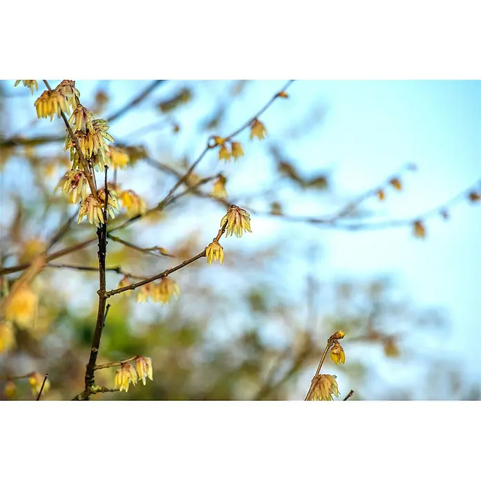 Pflanzen für dich Zaubernuss 60-80 cm - Chimonanthus praecox, 60 cm - 80 cm, Gelb - Nahaufnahme kleiner gelber, glockenförmiger Blüten an schlanken braunen Zweigen vor verschwommenem Himmel.