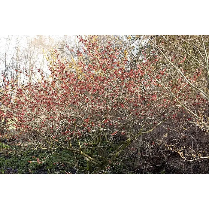 Pflanzen für dich Zaubernuss 60-80 cm - Hamamelis intermedia 'Feuerzauber', 60 cm - 80 cm, Orange - Rot blühender Zaubernussstrauch mit verzweigten kahlen Ästen, lebhaft blühend in einer Gartenlandschaft.