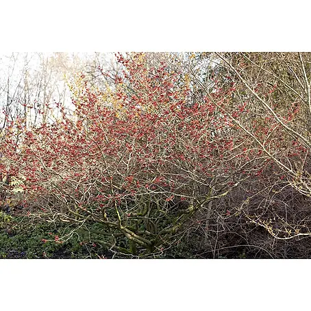 Pflanzen für dich  Zaubernuss 60-80 cm