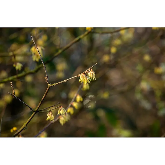 Pflanzen für dich Zaubernuss 60-80 cm - Chimonanthus praecox, 60 cm - 80 cm, Gelb - Zarte hellgelbe Blüten auf schlanken braunen Ästen, mit unscharfem natürlichem Hintergrund.