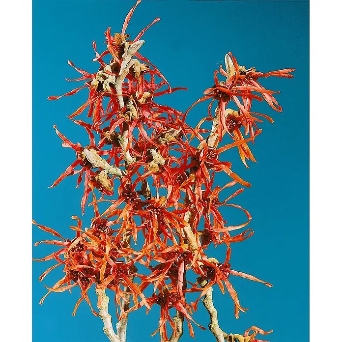 Pflanzen für dich Zaubernuss 60-80 cm - Hamamelis intermedia 'Feuerzauber', 60 cm - 80 cm, Orange - Leuchtend rot-orange Zaubernussblüten mit schmalen Blütenblättern an Ästen. Blauer Hintergrund.