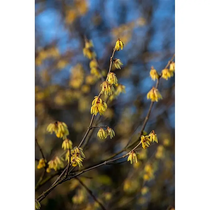 Pflanzen für dich Zaubernuss 60-80 cm - Chimonanthus praecox, 60 cm - 80 cm, Gelb - Kleine gelbe Blüten mit rötlichen Zentren blühen an dunklen Ästen vor einem unscharfen blauen Hintergrund.