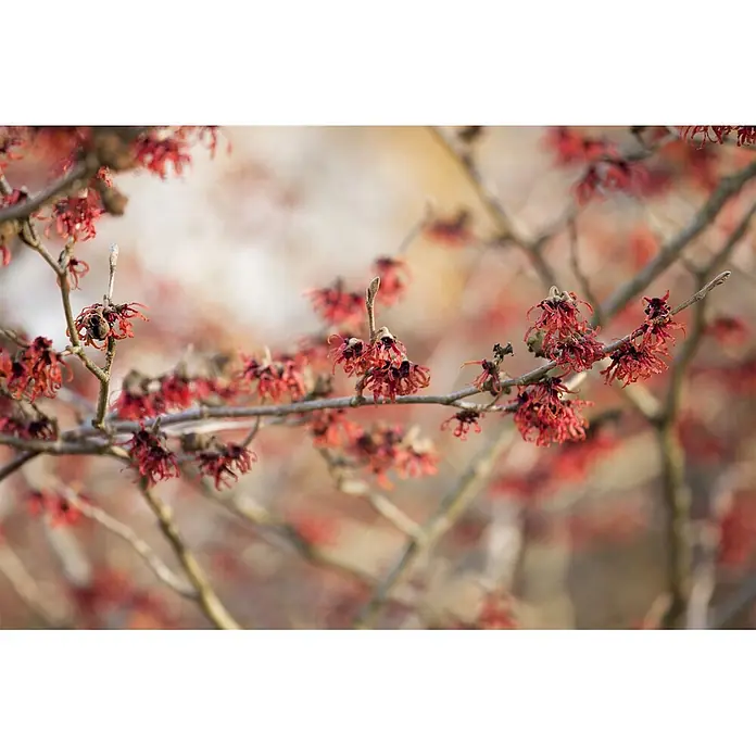 Pflanzen für dich Zaubernuss 60-80 cm - Hamamelis intermedia 'Feuerzauber', 60 cm - 80 cm, Orange - Nahaufnahme kahler Zweige mit Büscheln kleiner, tiefroter, gekräuselter Blüten.
