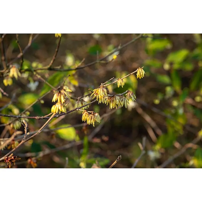 Pflanzen für dich Zaubernuss 60-80 cm - Chimonanthus praecox, 60 cm - 80 cm, Gelb - Büschel kleiner, hellgelber Blüten an kahlen Zweigen.