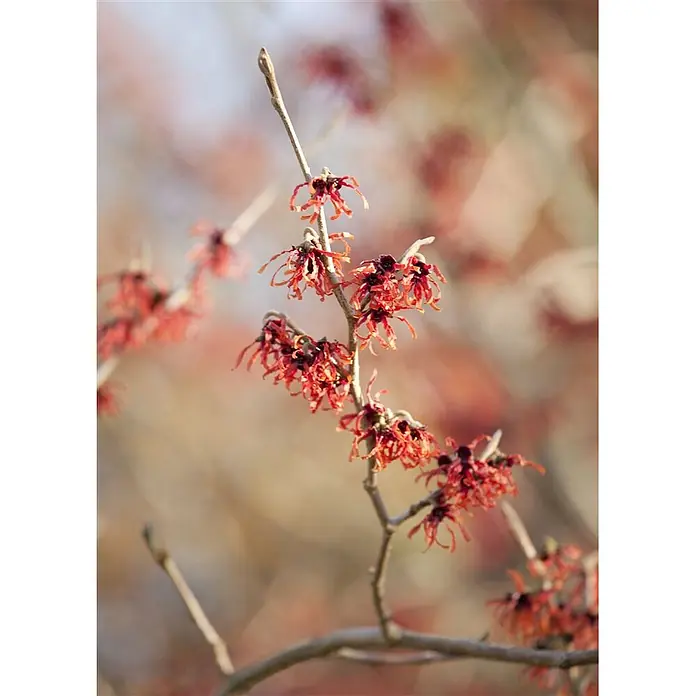 Pflanzen für dich Zaubernuss 60-80 cm - Hamamelis intermedia 'Feuerzauber', 60 cm - 80 cm, Orange - Zweig mit zarten, gefransten rot-orangen Blüten.