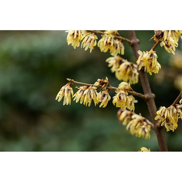 Pflanzen für dich Zaubernuss 60-80 cm - Chimonanthus praecox, 60 cm - 80 cm, Gelb - Gelbe Winterblüten mit rötlichen Zentren, die an einem kahlen Ast blühen.