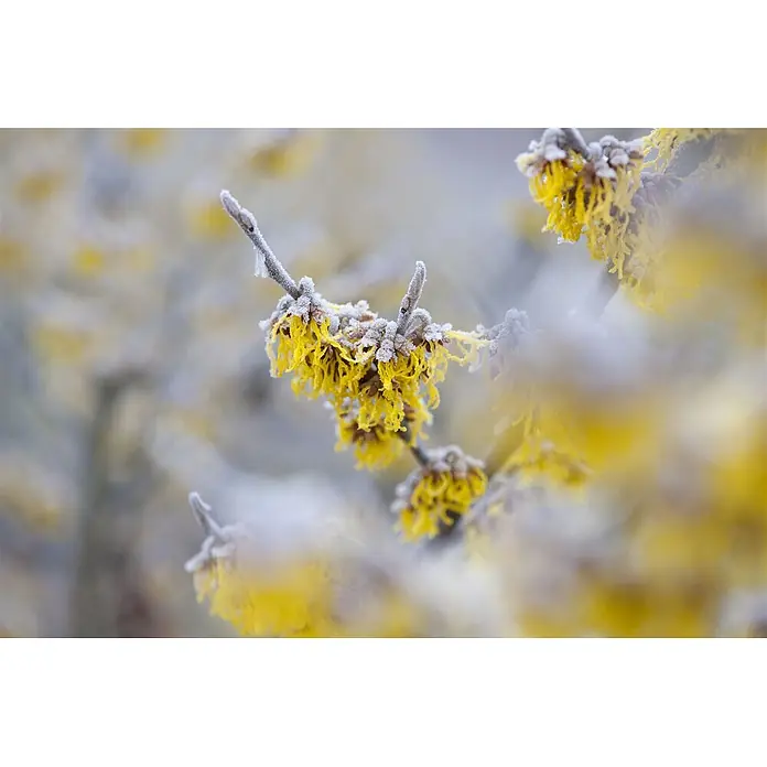 Pflanzen für dich Zaubernuss 60-80 cm - Hamamelis × intermedia 'Barmstedt's Gold', 60 cm - 80 cm, Gelb - Nahaufnahme von hellgelben Blüten an frostbedeckten Zweigen.