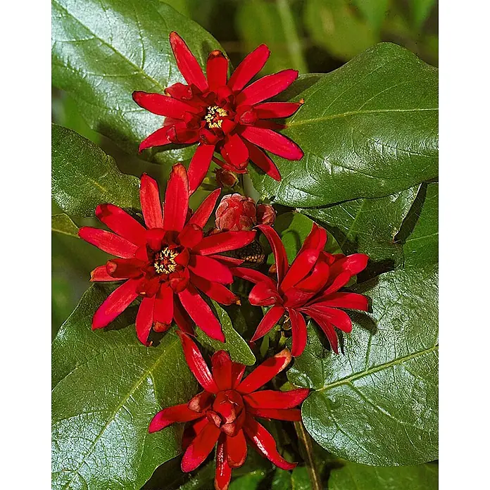 Pflanzen für dich Hartriegel 40-60 cm - Calycanthus floridus, Rot - Nahaufnahme einer blühenden Pflanze mit mehreren leuchtend roten, sternförmigen Blüten und dunkelgrünen Blättern.