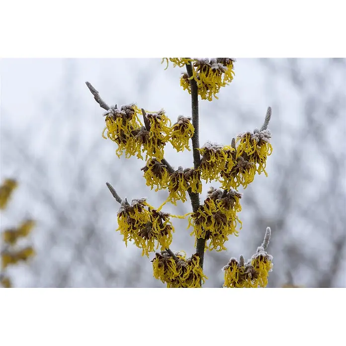 Pflanzen für dich Zaubernuss 60-80 cm - Hamamelis × intermedia 'Barmstedt's Gold', 60 cm - 80 cm, Gelb - Leuchtend gelbe Zaubernussblüten, im Winter mit weißem Reif bedeckt.