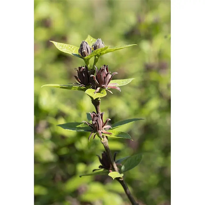 Pflanzen für dich Hartriegel 40-60 cm - Calycanthus floridus, Rot - Ein Pflanzenstamm mit dunkelroten, sternförmigen Blüten und grünen Blättern.