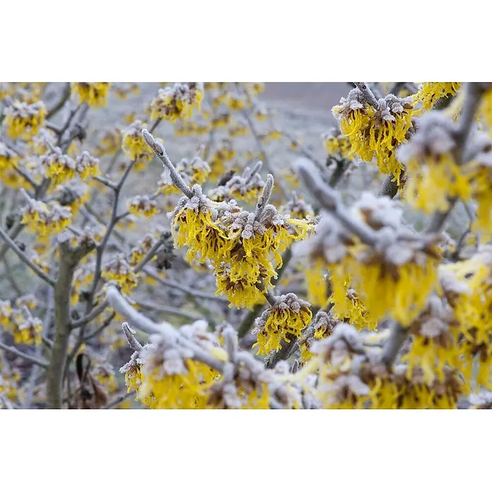 Pflanzen für dich Zaubernuss 60-80 cm - Hamamelis × intermedia 'Barmstedt's Gold', 60 cm - 80 cm, Gelb - Bereifte gelbe Zaubernussblüten an Ästen im Winter.