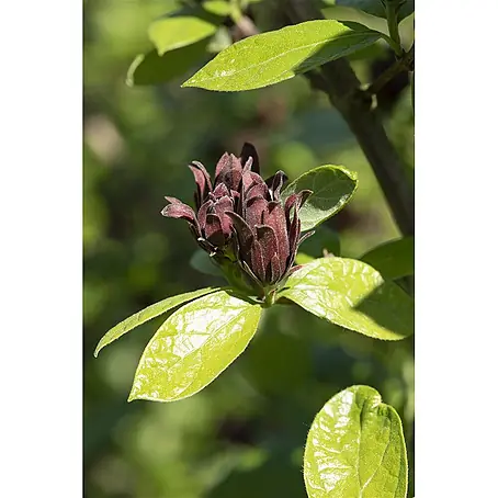 Pflanzen für dich  Hartriegel 60-80 cm