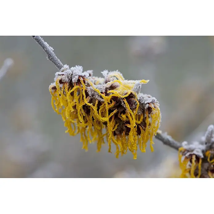 Pflanzen für dich Zaubernuss 60-80 cm - Hamamelis × intermedia 'Barmstedt's Gold', 60 cm - 80 cm, Gelb - Gelbe Zaubernussblüten mit fadenförmigen Blütenblättern, mit Reif bedeckt.