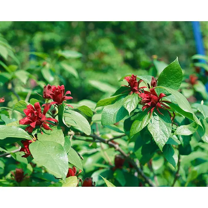 Pflanzen für dich Hartriegel 40-60 cm - Calycanthus floridus, Rot - Ein Strauch mit dunkelroten, gezackten Blüten und leuchtend grünen Blättern in natürlichem Laub.