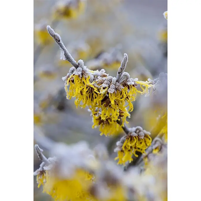 Pflanzen für dich Zaubernuss 60-80 cm - Hamamelis × intermedia 'Barmstedt's Gold', 60 cm - 80 cm, Gelb - Leuchtend gelbe Blumen, zart mit Raureif bedeckt, blühen an einem Winterast.