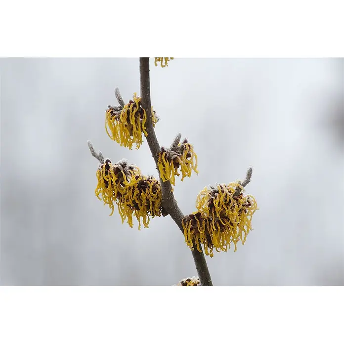 Pflanzen für dich Zaubernuss 60-80 cm - Hamamelis × intermedia 'Barmstedt's Gold', 60 cm - 80 cm, Gelb - Zweig einer Zaubernuss mit leuchtend gelben, bandförmigen, reifbedeckten Blüten.