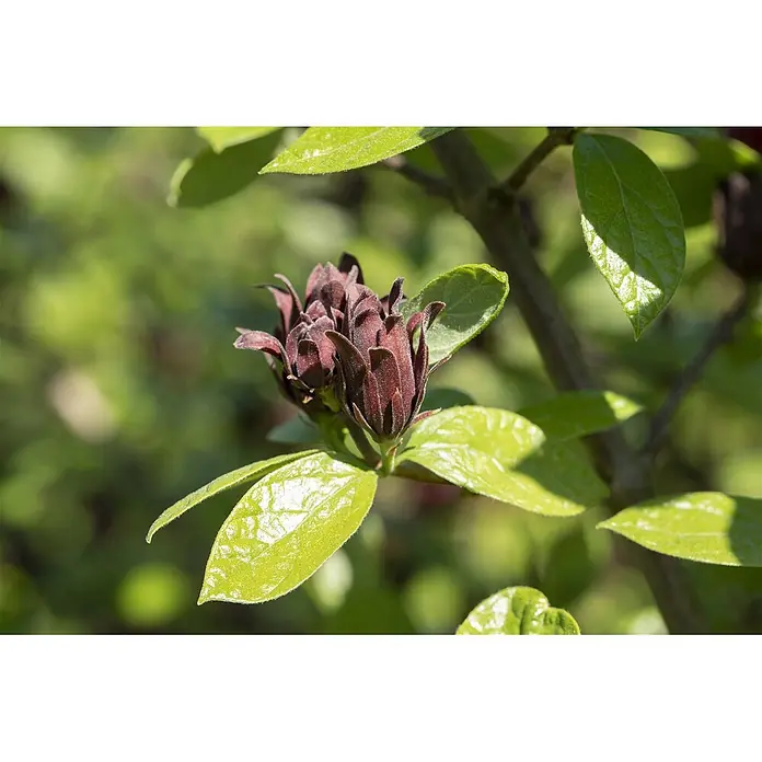 Pflanzen für dich Hartriegel 40-60 cm - Calycanthus floridus, Rot - Nahaufnahme eines Pflanzenzweigs mit dunkelroten, texturierten Blütenknospen und glänzenden, leuchtend grünen Blättern.