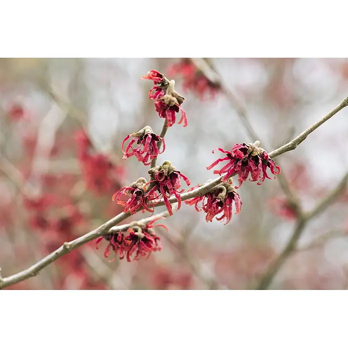 Pflanzen für dich Zaubernuss 40-60 cm - Hamamelis × intermedia 'Rubin', 40 cm - 60 cm, Rot - Rote, zottelige Zaubernussblüten an einem kahlen Ast.