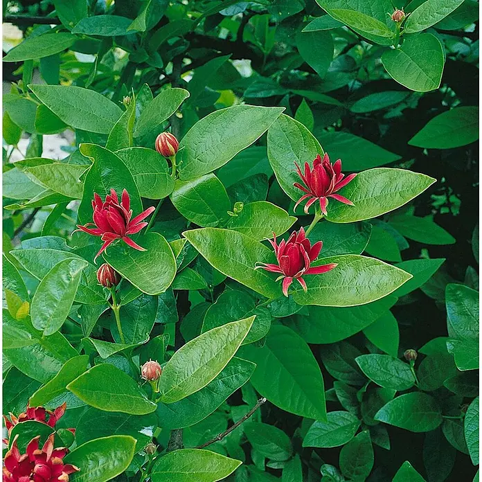 Pflanzen für dich Zaubernuss Gewürzstrauch - Calycanthus floridus, 80 cm - 100 cm, Rot - Rote Blüten und Knospen an einem üppigen grünen Blattbusch.