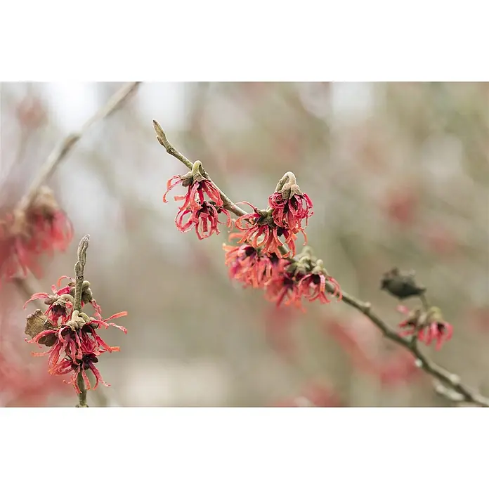 Pflanzen für dich Zaubernuss 40-60 cm - Hamamelis × intermedia 'Diane', 40 cm - 60 cm, Rot - Gruppe leuchtend rot-orangefarbener Zaubernussblüten mit dünnen, gekräuselten Blütenblättern an Zweigen.