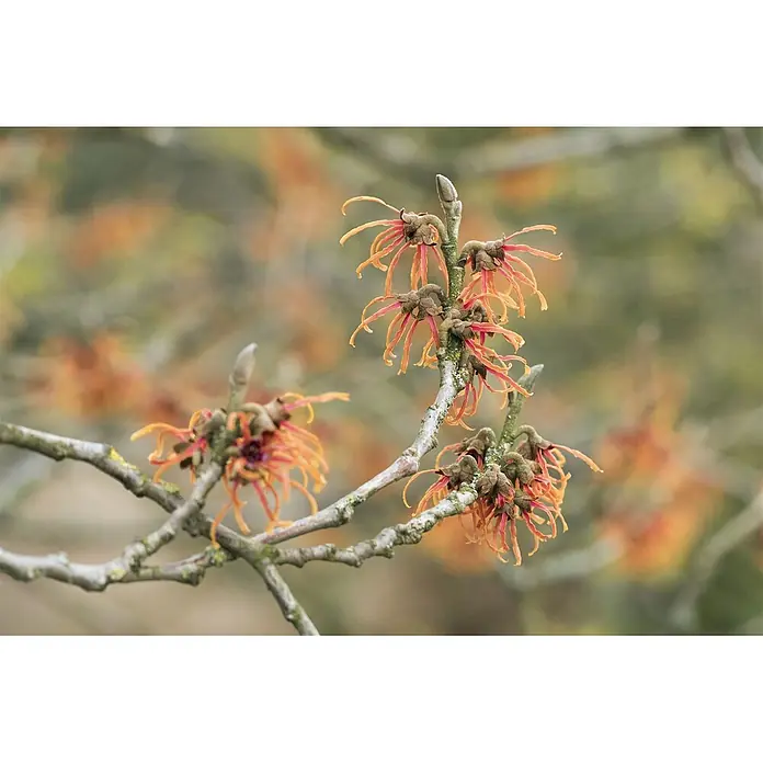 Pflanzen für dich Zaubernuss 12 cm - Hamamelis × intermedia 'Jelena', Orange - Winterblüher Hamamelis mit orange-roten Blüten auf einem moosbewachsenen Ast vor unscharfem Hintergrund.