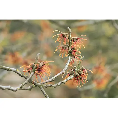 Pflanzen für dich  Zaubernuss 12 cm