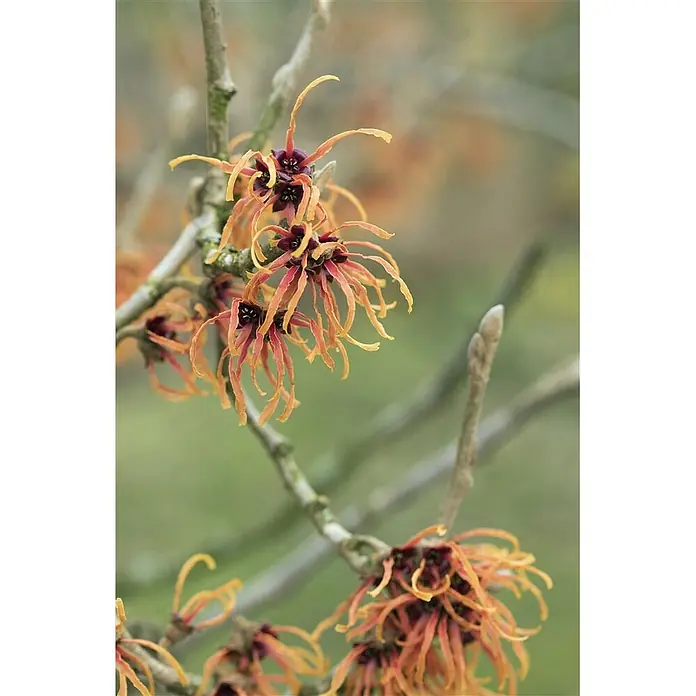 Pflanzen für dich Zaubernuss 12 cm - Hamamelis × intermedia 'Jelena', Orange - Nahaufnahme leuchtend orangeroter Zaubernussblüten mit dunklen Zentren, die an kahlen Ästen blühen.