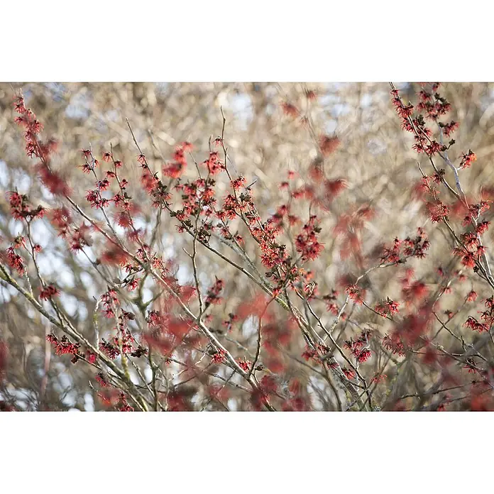 Pflanzen für dich Zaubernuss 40-60 cm - Hamamelis × intermedia 'Diane', 40 cm - 60 cm, Rot - Kahle Äste mit zahlreichen kleinen, stacheligen roten Blüten.