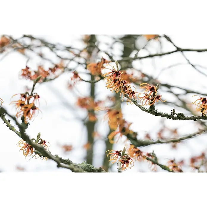 Pflanzen für dich Zaubernuss 12 cm - Hamamelis × intermedia 'Jelena', Orange - Orange, stachelige Zaubernussblüten blühen an einem kahlen Ast.