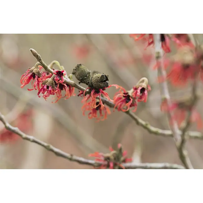Pflanzen für dich Zaubernuss 40-60 cm - Hamamelis × intermedia 'Diane', 40 cm - 60 cm, Rot - Ein Ast einer Pflanze mit zarten, rötlich-rosa, bandförmigen Blüten und braunen Samenkapseln.