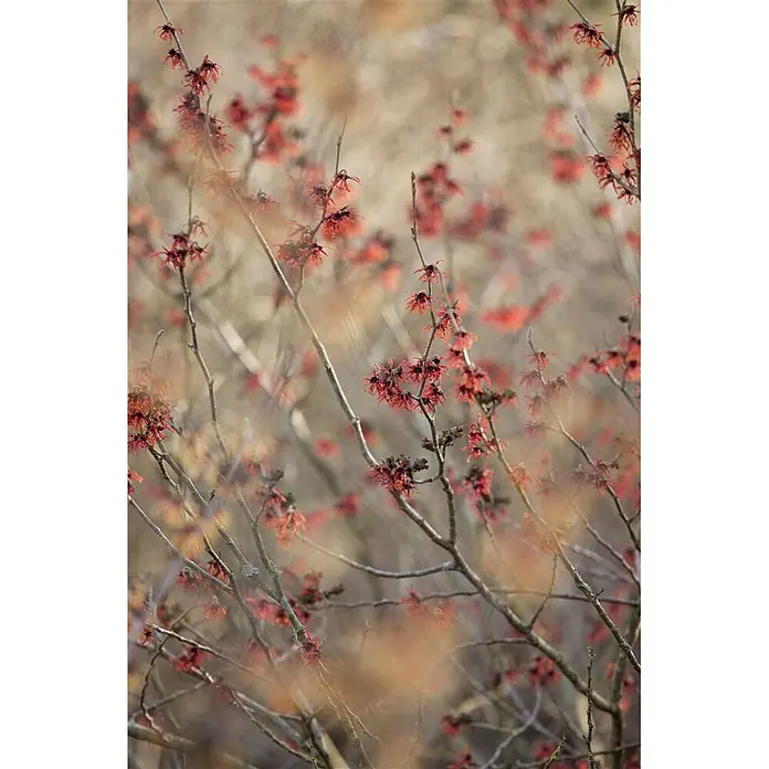 Pflanzen für dich Zaubernuss 40-60 cm - Hamamelis × intermedia 'Diane', 40 cm - 60 cm, Rot - Zweige einer Pflanze bedeckt mit kleinen, leuchtend roten, sternförmigen Blüten.