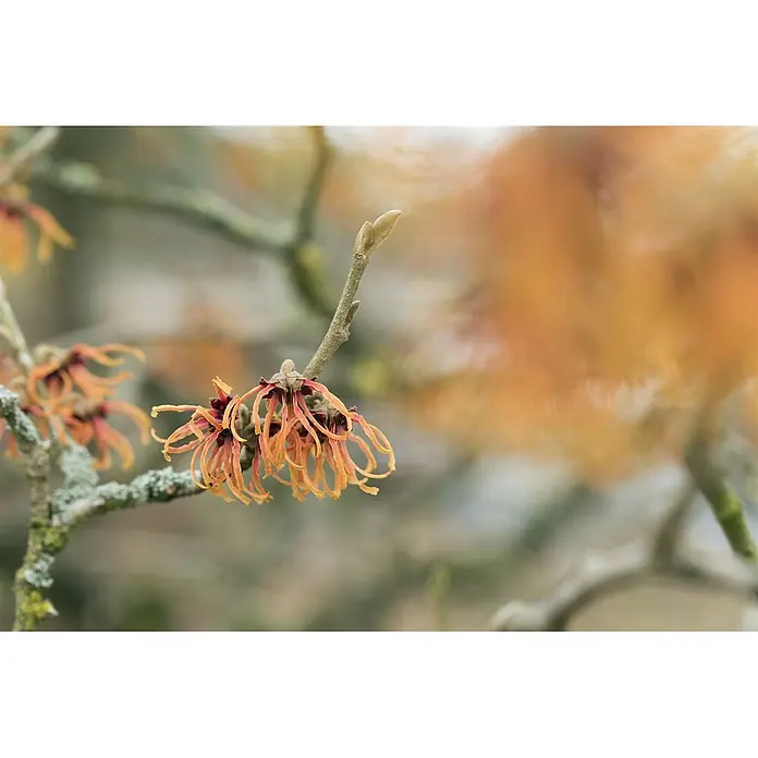 Pflanzen für dich Zaubernuss 12 cm - Hamamelis × intermedia 'Jelena', Orange - Leuchtend orangerote Zaubernussblüten mit rötlichen Zentren blühen an flechtenbewachsenen Ästen.
