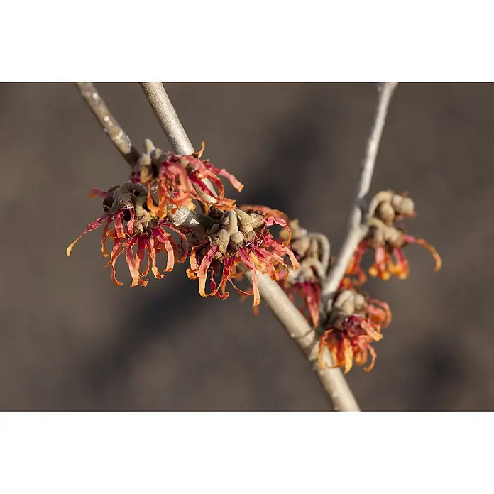 Pflanzen für dich Zaubernuss 40-60 cm - Hamamelis × intermedia 'Diane', 40 cm - 60 cm, Rot - Nahaufnahme von Zaubernussblüten mit spinnartigen, rötlich-orangen Blütenblättern an einem kahlen Ast.