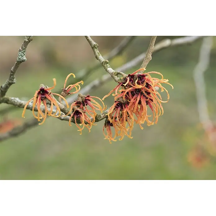 Pflanzen für dich Zaubernuss 12 cm - Hamamelis × intermedia 'Jelena', Orange - Gruppen von orange-roten Blüten mit bandförmigen Blütenblättern an einem braunen Ast.