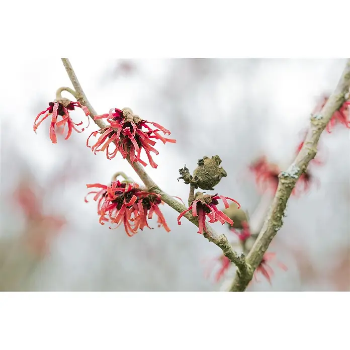 Pflanzen für dich Zaubernuss 40-60 cm - Hamamelis × intermedia 'Diane', 40 cm - 60 cm, Rot - Rote, bandförmige Zaubernussblüten blühen an einem Ast mit einer getrockneten Samenkapsel.