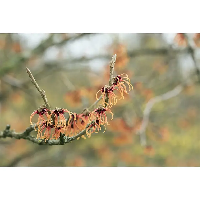Pflanzen für dich Zaubernuss 12 cm - Hamamelis × intermedia 'Jelena', Orange - Nahaufnahme von Zaubernussblüten mit spinnenartigen orange-gelben Blütenblättern und roten Zentren an einem braunen Zweig.