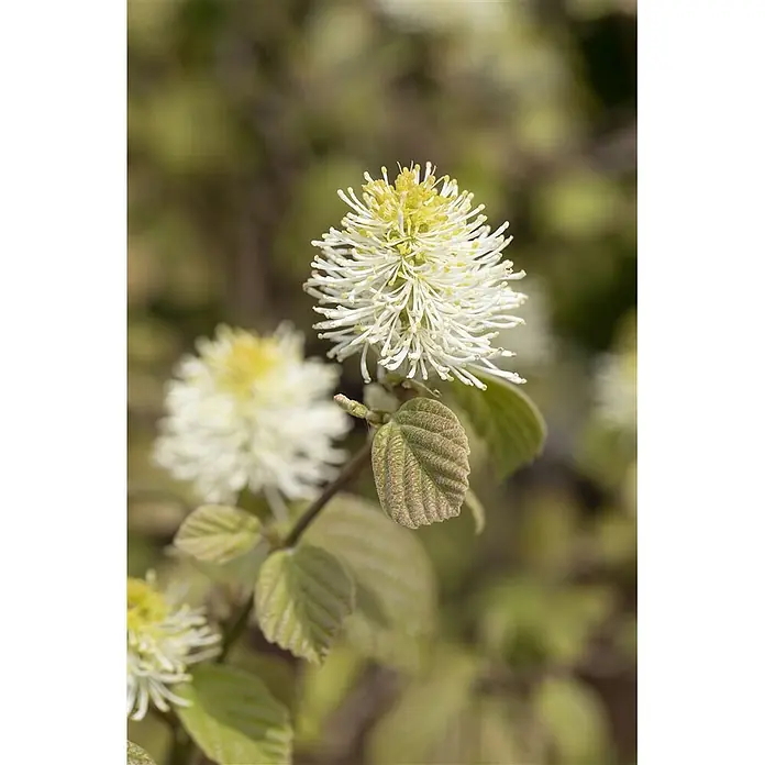 Pflanzen für dich Zaubernuss 20-30 cm - Fothergilla major, 20 cm - 30 cm, Weiß - Fothergilla-Pflanze mit flaumigen weißen, gelbspitzigen Blüten und texturierten grün-bronzenen Blättern.