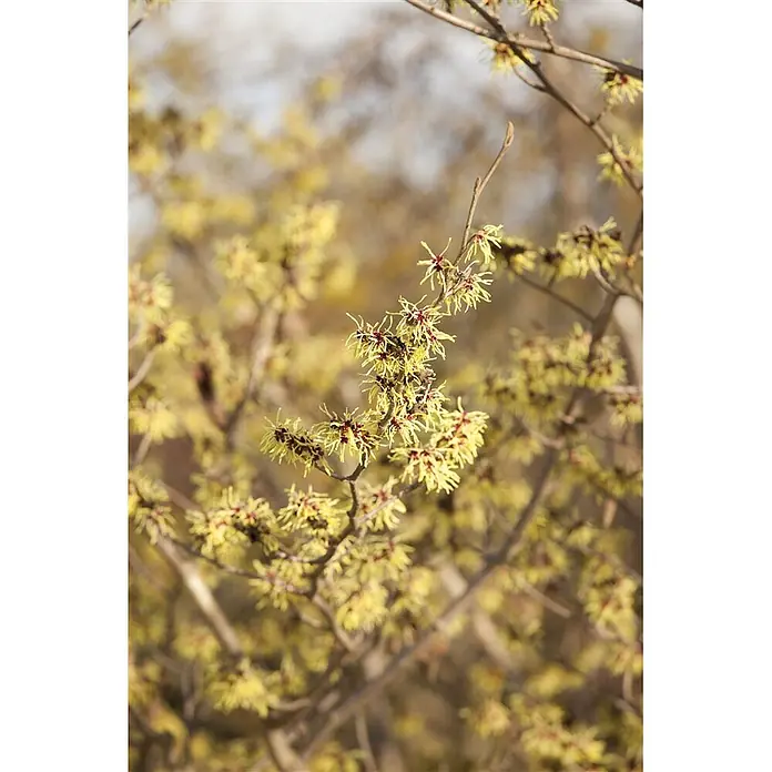 Pflanzen für dich Zaubernuss Virginische Zaubernuss - Hamamelis virginiana, 80 cm - 100 cm, Gelb - Leuchtend gelbe Zaubernussblüten mit roten Zentren blühen an kahlen Ästen.