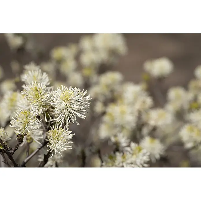 Pflanzen für dich Zaubernuss 20-30 cm - Fothergilla major, 20 cm - 30 cm, Weiß - Büschel weißer und hellgelber, stacheliger Blüten blühen an Zweigen, weitere verschwommen im Hintergrund.
