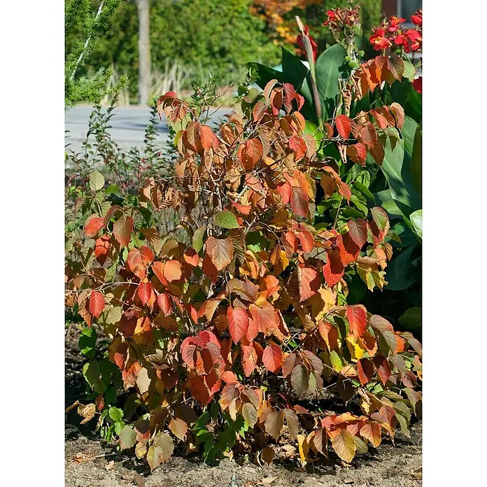 Pflanzen für dich Zaubernuss Virginische Zaubernuss - Hamamelis virginiana, 80 cm - 100 cm, Gelb - Strauch mit leuchtend roten, orangen und braunen Herbstblättern, in einem Garten.