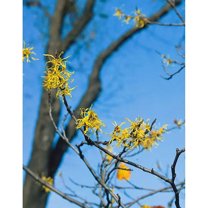Pflanzen für dich Zaubernuss Virginische Zaubernuss - Hamamelis virginiana, 80 cm - 100 cm, Gelb - Leuchtend gelbe, spinnenartige Zaubernussblüten an kahlen Zweigen vor blauem Himmel.