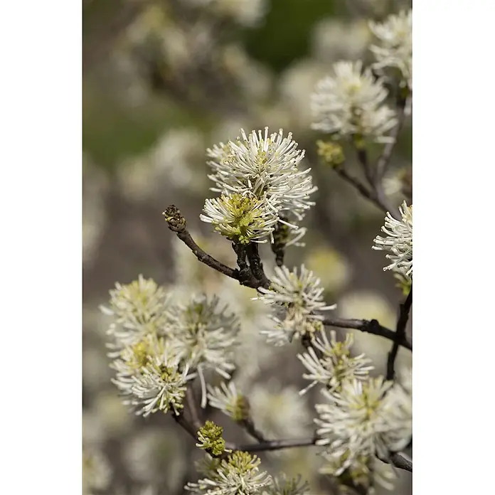 Pflanzen für dich Zaubernuss 20-30 cm - Fothergilla major, 20 cm - 30 cm, Weiß - Weiße, stachelige Blüten mit gelben Zentren an einem Ast.